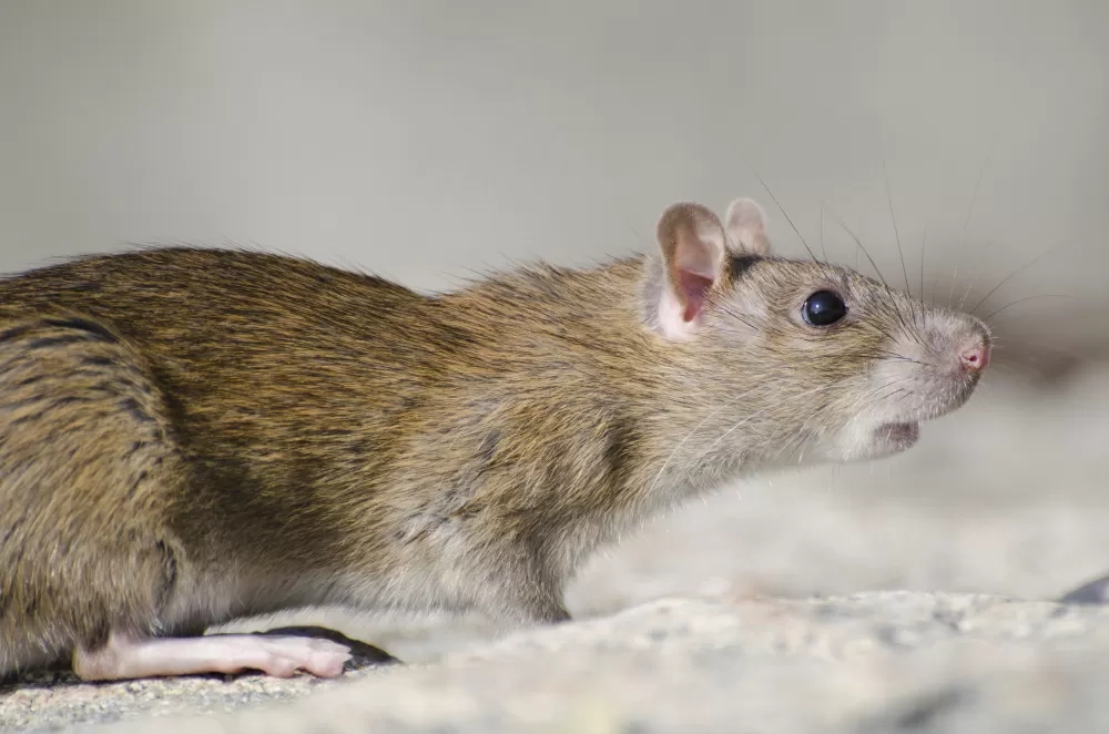 Tanda-tanda Tikus Telah Menguasai Garasi Anda, Simak Cara Membasmi dan Mengatasinya!