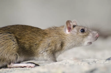 Tanda-tanda Tikus Telah Menguasai Garasi Anda, Simak Cara Membasmi dan Mengatasinya!