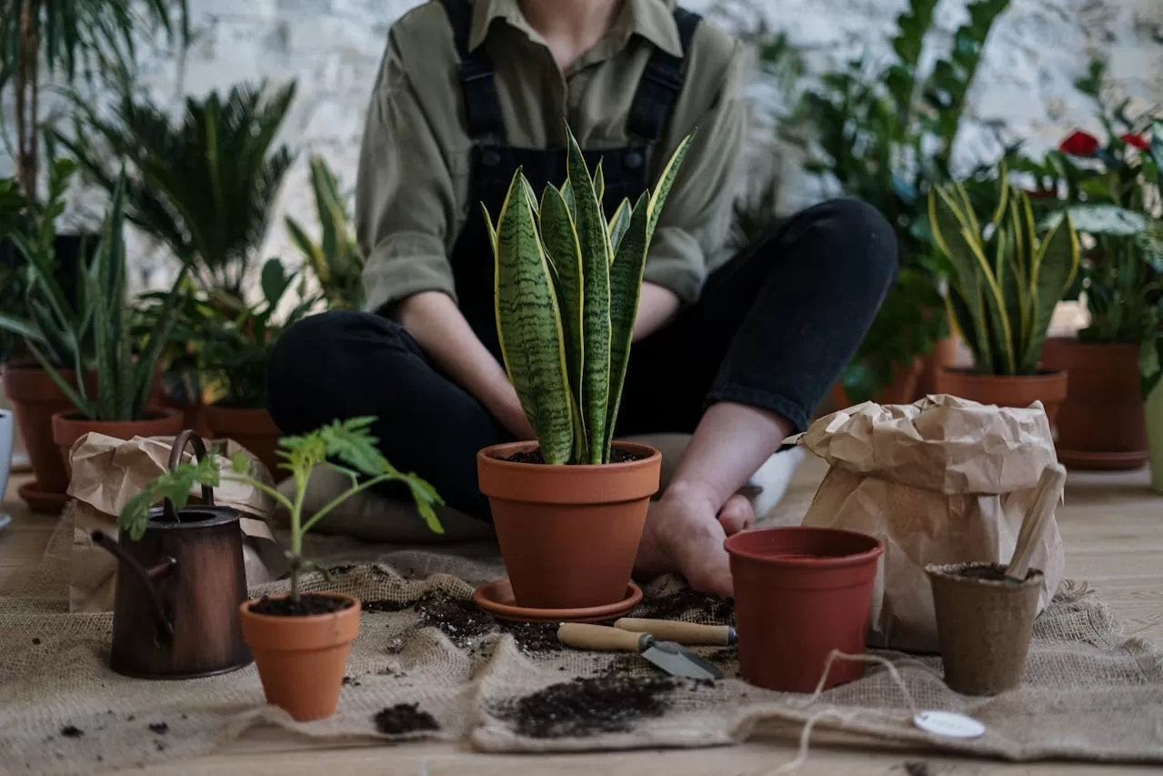 Pecinta Tanaman, Ini 5 Zodiak yang Suka Berkebun, dari Taurus hingga Pisces