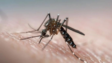 Penyakit Arbovirus Jadi Ancaman Global, Dokter: Vaksin Bisa Jadi Harapan 