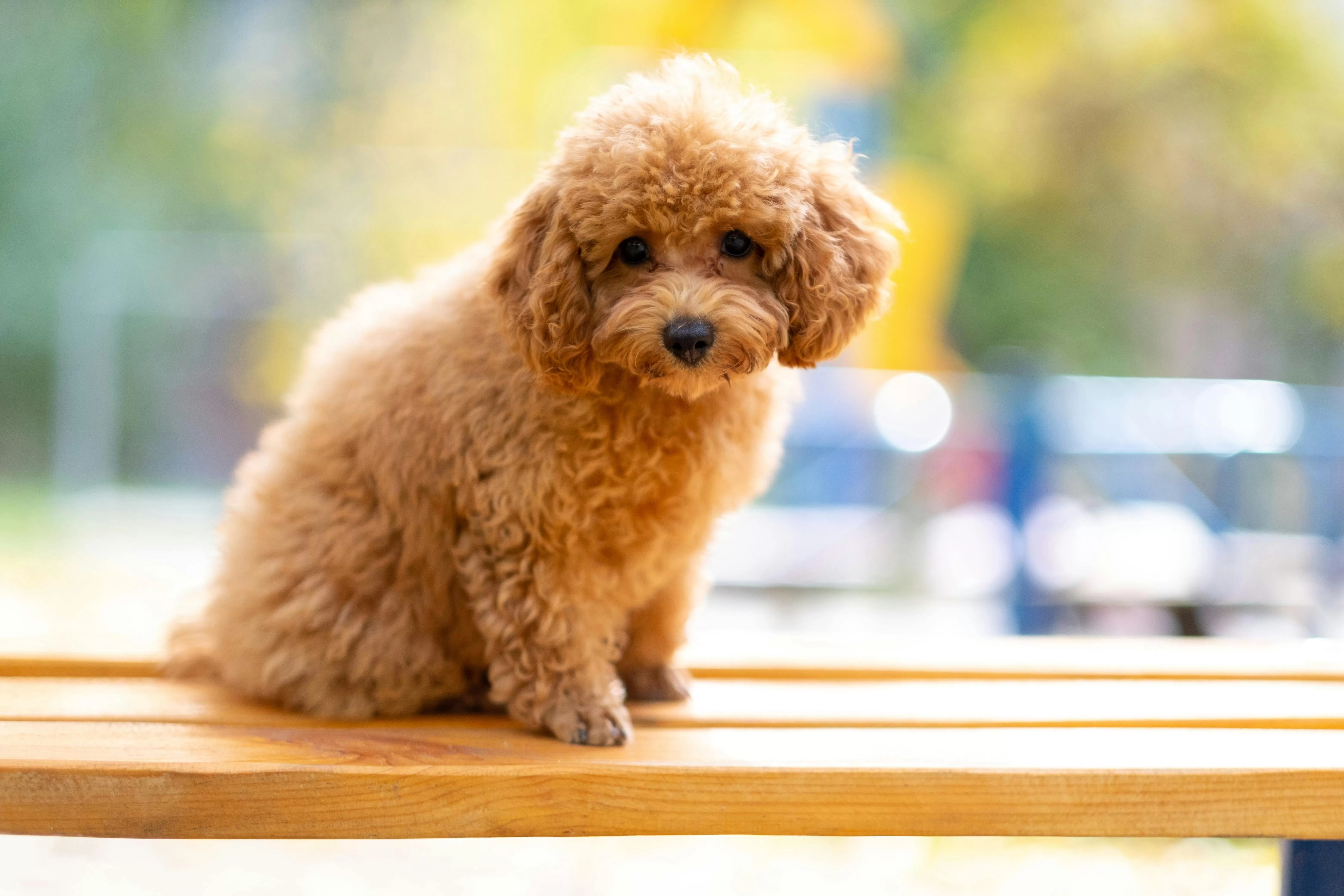 Mulai dari Mengajari Cara Duduk sampai Masuk Kandang, Berikut Beberapa Langkah Merawat dan Membesarkan Anjing Poodle