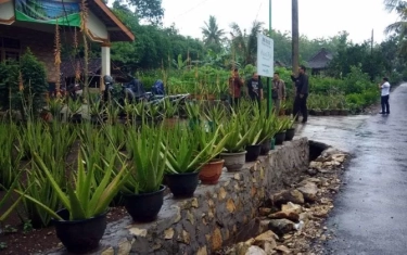 Diyakini Efektif Meredakan Stres, 5 Tanaman Ini Sebaiknya Ada Disekitar Jangkauan Anda