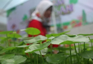 Guru Besar UGM Sebut Tanaman Pegagan Potensial Perbaiki Daya Ingat