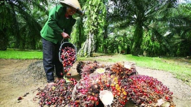 Petani Sawit Plasma Antusias Kembangkan Ternak Sapi Pola Siska