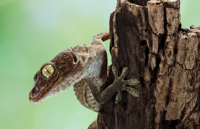 Ini Dia 5 Cara Mengusir Tokek di Rumah yang Ampuh, Simak!