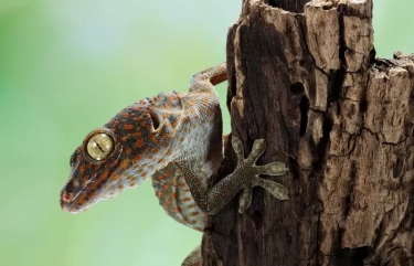 Ini Dia 5 Cara Mengusir Tokek di Rumah yang Ampuh, Simak!