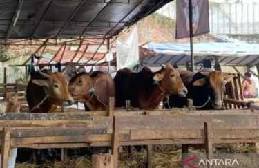 63 Ribu Hewan Kurban Diprediksi Masuk Jakarta Jelang Idul Adha, KPKP akan Pastikan Kesehatan Hewan