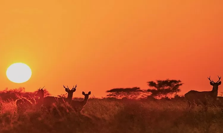Rekomendasi Spot Berburu Sunset di Banyuwangi yang Keindahannya Sangat Memanjakan Mata