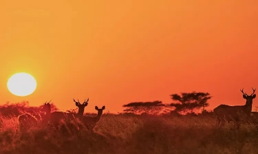 Rekomendasi Spot Berburu Sunset di Banyuwangi yang Keindahannya Sangat Memanjakan Mata