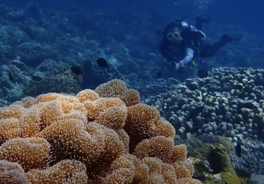 UNESCO Jadikan Wakatobi Contoh Cagar Biosfer Dunia