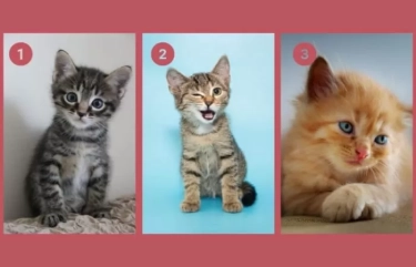 Tes Kepribadian: Apakah Anda Dapat Diandalkan atau Tidak? Cari Tahu Lewat Gambar Kucing Pilihanmu