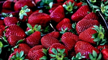 11 Manfaat Luar Biasa Strawberry untuk Kecantikan Wajah dan Kesehatan Rambut, Salah Satunya Dapat Mengatasi Jerawat