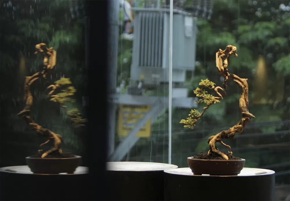 Bonsai Legundi, Pohon Bonsai Endemik dengan Corak Keropos dan Bonggol Unik Bikin Harganya Melejit