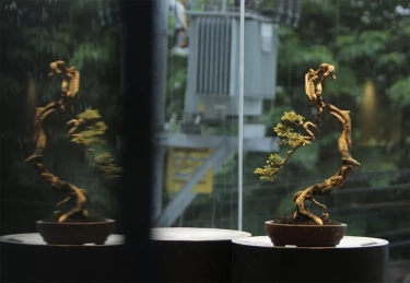 Bonsai Legundi, Pohon Bonsai Endemik dengan Corak Keropos dan Bonggol Unik Bikin Harganya Melejit