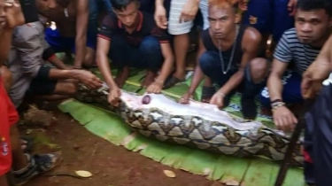 Heboh Video Piton Telan Perempuan Tua, Publik: Salah Ular atau Manusia?