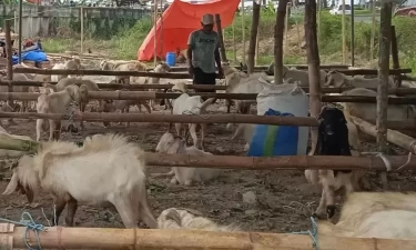 Bolehkah Menggabung Aqiqah dan Kurban dengan Satu Kambing? Begini Pendapat NU dan Muhammadiyah