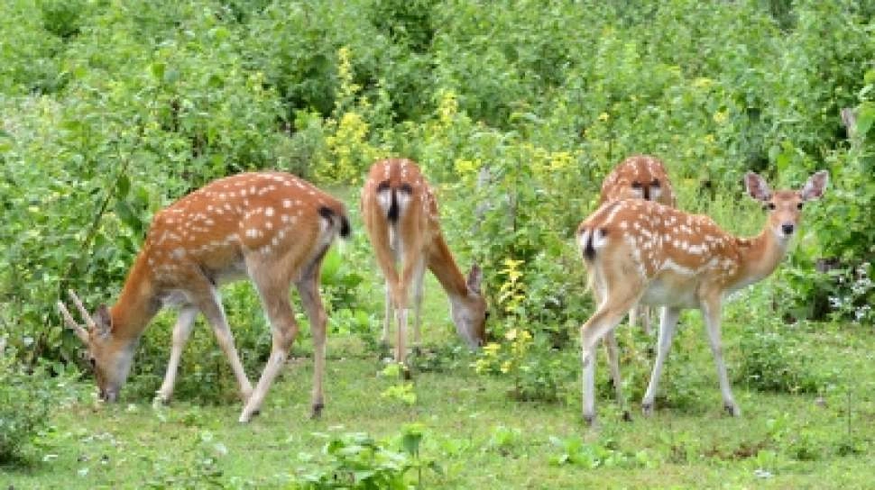 217 Ekor Rusa Sambar Dekat IKN Miliki Potensi Ekonomi
