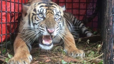 Pemuda Tewas Diterkam Harimau di Indragiri Hilir Riau, Begini Kronologinya