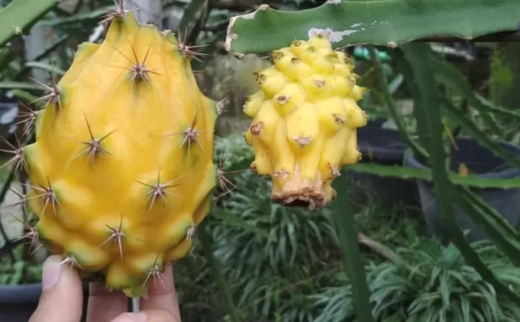 Miliki Keunikan Warna Mencolok, Berikut 4 Manfaat Mengonsumsi Buah Naga Kuning