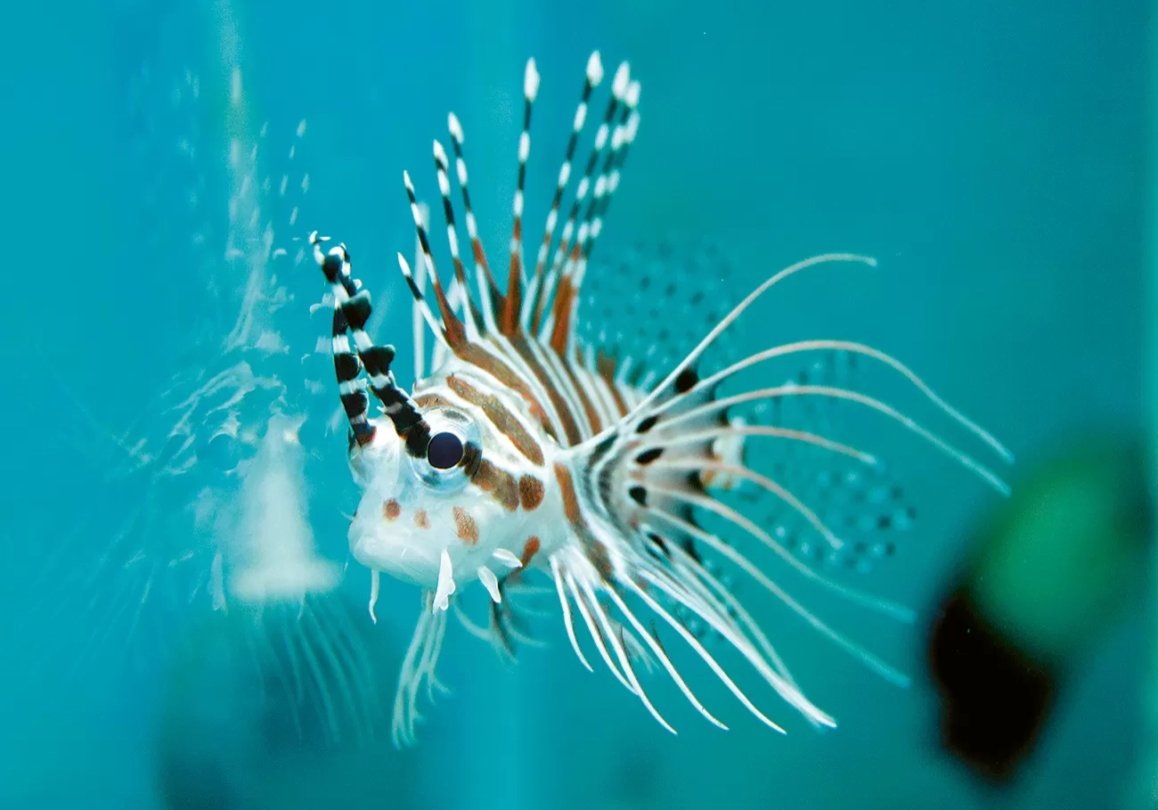 Serunya Memelihara Lionfish Niles, Predator Cantik yang Tak Bisa Tumbuh Besar