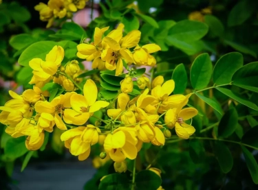 Susah Buang Air Besar? Senna Solusinya! Ini 5 Manfaat Daun Senna untuk Kesehatan yang Jarang Diketahui
