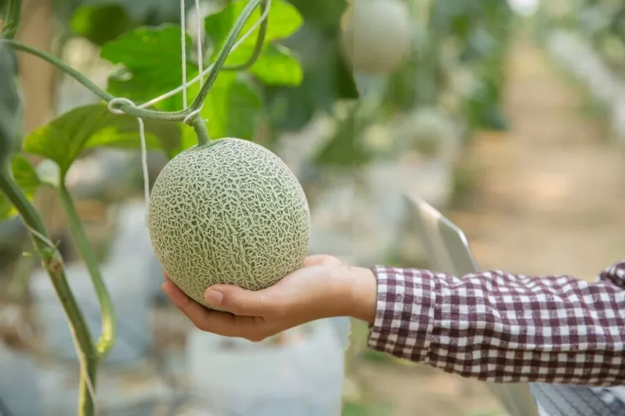 10 Manfaat Buah Melon yang Jarang Diketahui, Salah Satunya Mencegah Hipertensi
