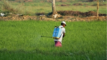 Ketika Kementan Dipaksa Setor Uang Bulanan ke Istri SYL, Petani Menjerit Rugi Rp250 Ribu Tiap Kali Musim Tanam Tiba