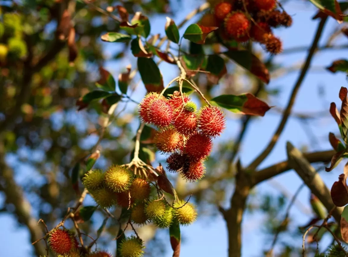 Pencinta Rambutan Wajib Tahu, 10 Manfaat Kesehatan yang Terkandung di Dalamnya!