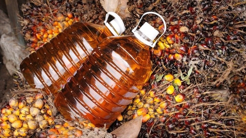Kebijakan ''Tanpa Deforestasi, Gambut, dan Eksploitasi'' Berlaku Bagi Pengelolaan Sawit di Aceh