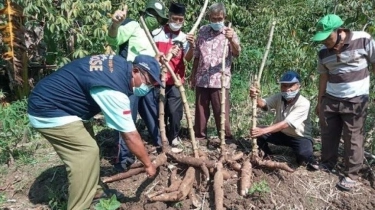 Mahasiswa Miskin Senang, Bayar Uang Kuliah di Universitas Muhammadiyah Maumere Pakai Singkong