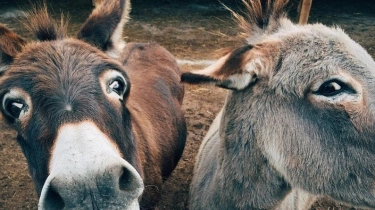 8 Arti Mimpi Naik Keledai Ternyata Berkaitan dengan Keuanganmu? Cek Faktanya!