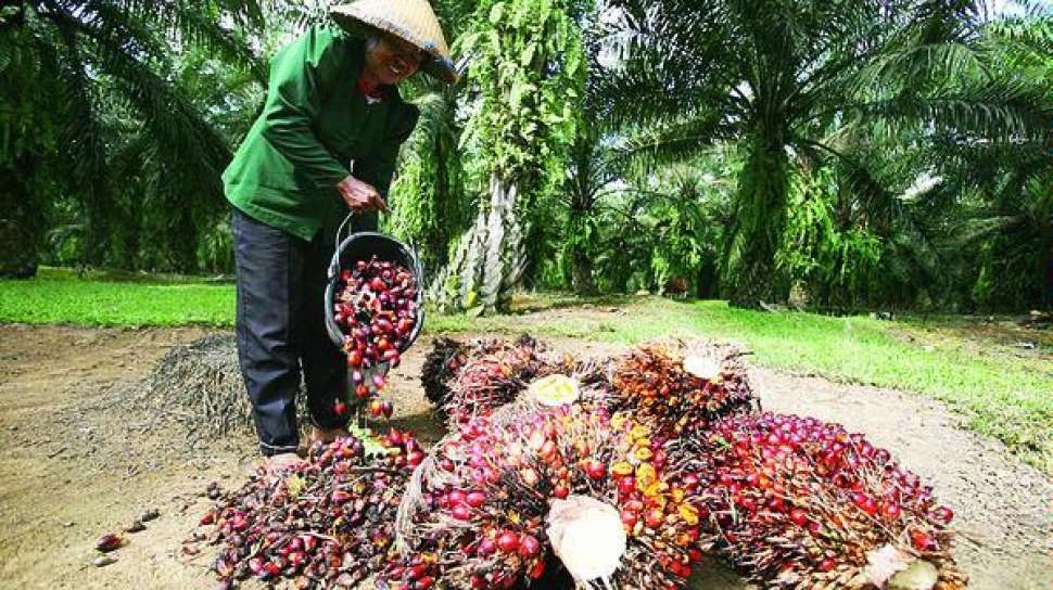 IPOS Forum 2024 Usulkan 10 Rekomendasi Dalam Percepatan Peremajaan Sawit Rakyat