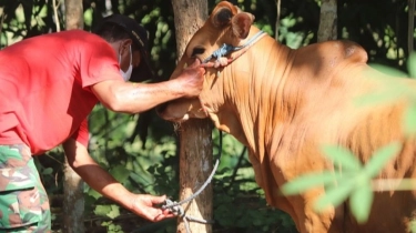 Jangan Salah Pilih! Kenali 6 Tanda Hewan yang Tidak Sah Jadi Hewan Kurban