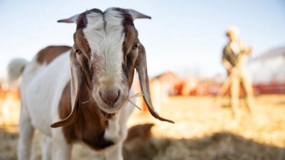 8 Arti Mimpi Dikejar Kambing, Lagi Ada Orang Keras Kepala Nih