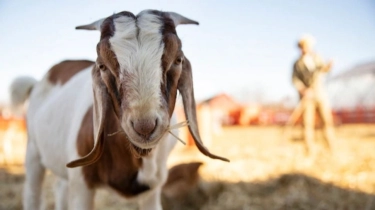 8 Arti Mimpi Dikejar Kambing, Lagi Ada Orang Keras Kepala Nih
