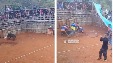 Viral, Tradisi Ngadu Bagong vs Anjing Tuai Pro dan Kontra, Netizen Sentil Animal Defender Bersuara