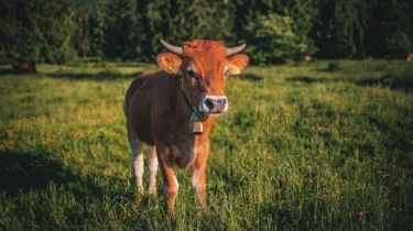 Mau Berkurban Idul Adha? Cek Dulu Harga Kambing dan Sapi Terbaru di Sini!