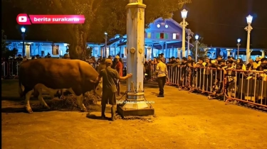 Cerita Peternak Saat Sapinya Dibeli Presiden Jokowi Untuk Kurban: Memang Sudah Feeling