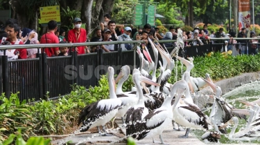 Info Ragunan Hari Ini Buka atau Tidak? Cek Jadwal dan Harga Tiket Terbaru Selama Liburan Idul Adha