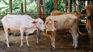 Kurban Ramah Lingkungan Makin Digaungkan, Kemas Daging dengan Besek Bambu dan Optimalkan Limbah