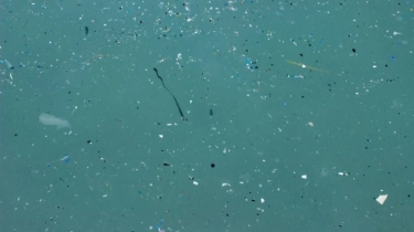 Penduduk Indonesia Paling Banyak Mengonsumsi Mikroplastik di Dunia Hingga 15 Gram Perbulan, Ketahui Dampak Kesehatannya