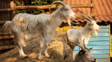 Prudential Syariah Salurkan Hewan Kurban Senilai Rp127 Juta