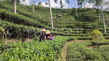 3 Cara Nikmati Petualangan Seru di Samigaluh Kulon Progo, Wajib Main ke Kebun Teh!