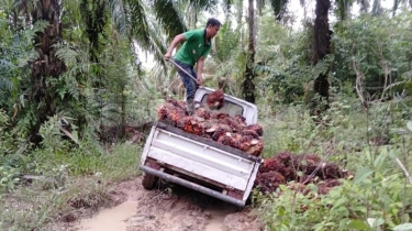 Emiten TPAG Mau Kembangkan Kelapa Sawit Jadi Bahan Bakar Industri Bio Kokas