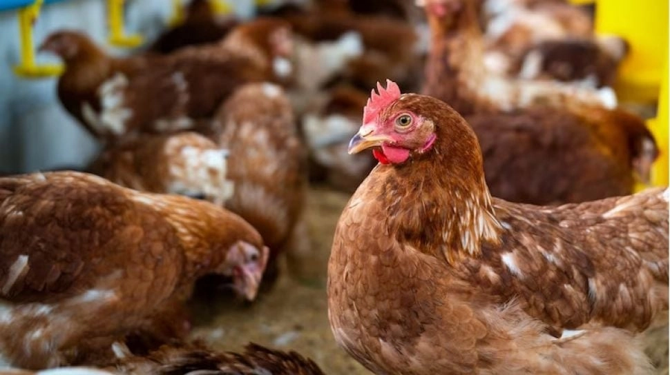 Heboh Pria Perkosa Ratusan Ekor Ayam dan Itik hingga Kambing, Netizen Bingung: Kok Bisa Masuk?