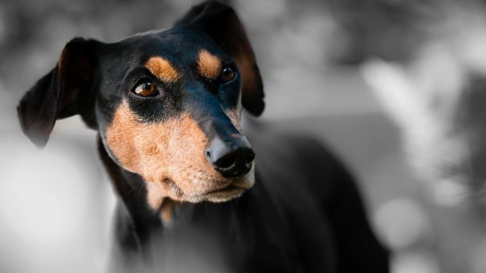 Keji! Tentara Israel Lepas Anjing Serang Warga Palestina yang Ditahan, PBB Kecam Keras