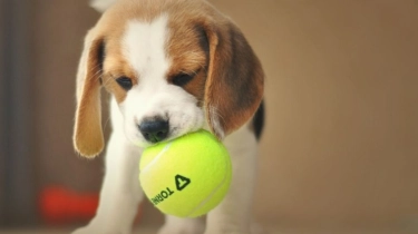 8 Arti Mimpi Main dengan Anak Anjing: Ingin Dilindungi dan Sedang Bahagia!