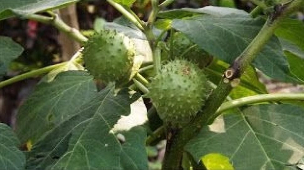 2 Warga Banjarmasin Tewas Akibat Kecubung, Kenali Bahaya Buah 'Devils Breath'