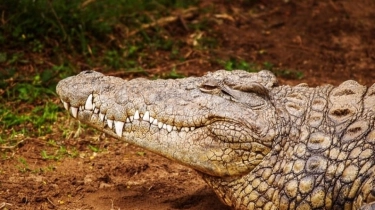 Muncul di Pemukiman Warga, Seekor Buaya Ditembak Mati Lalu Dimasak jadi Sup