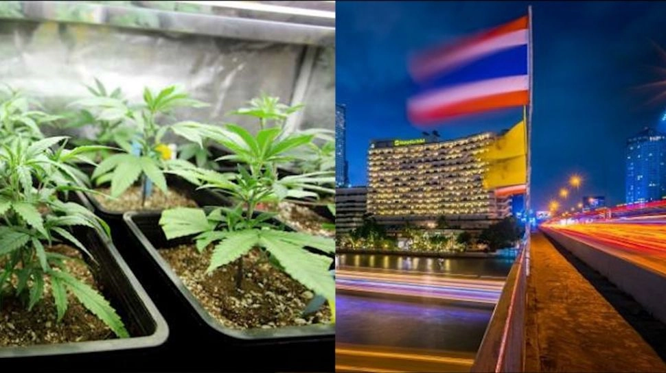 Thailand Putar Balik, Ganja Dilarang Lagi untuk Rekreasi 2025 Nanti